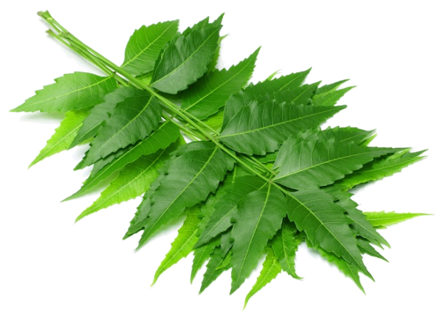 neem plant