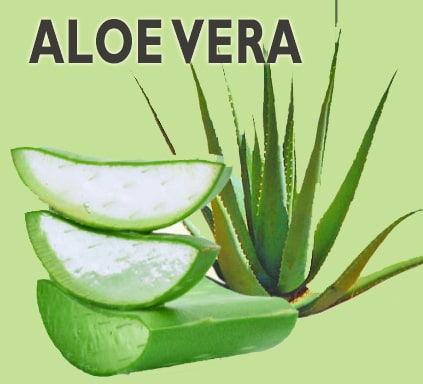 The history of aloe vera – ATALAYA BIO