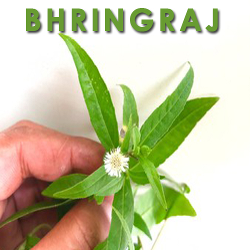 Top 82+ bhringraj uses for hair - in.eteachers