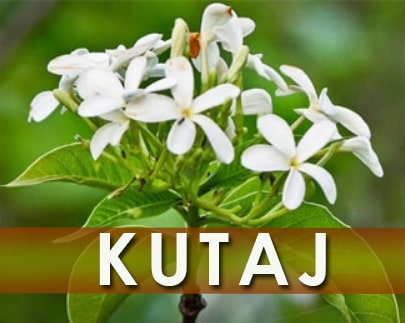 https://nutricare.in/wp-content/uploads/2021/08/Kutaj.jpg