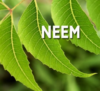 neem