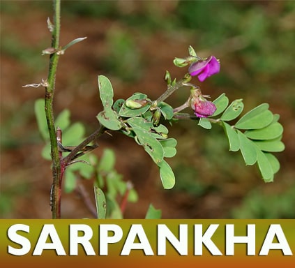 Sarpankha