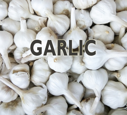 garlic