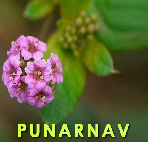 https://nutricare.in/wp-content/uploads/2021/08/punarnava-500x480.jpg