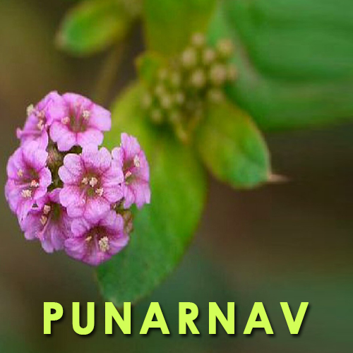 punarnava