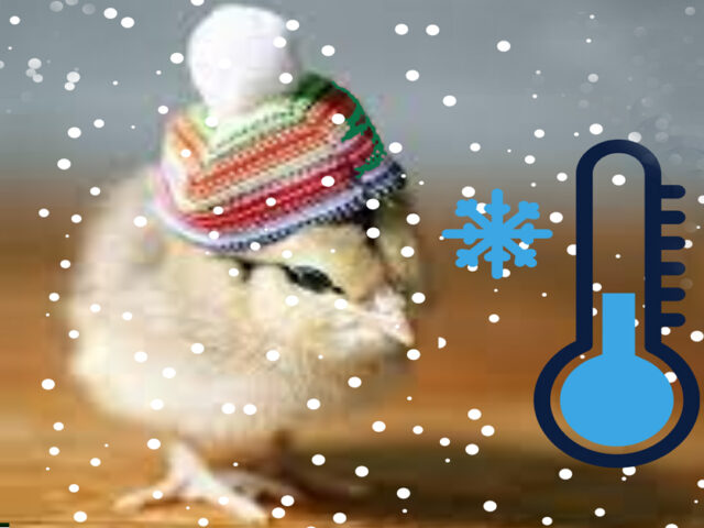 https://nutricare.in/wp-content/uploads/2021/12/How-to-manage-Cold-stress-in-Poultry-640x480.jpg