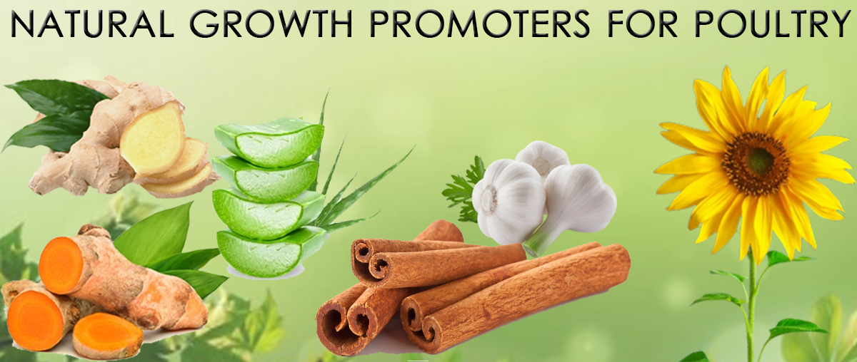 Natural Growth Promoters for Poultry